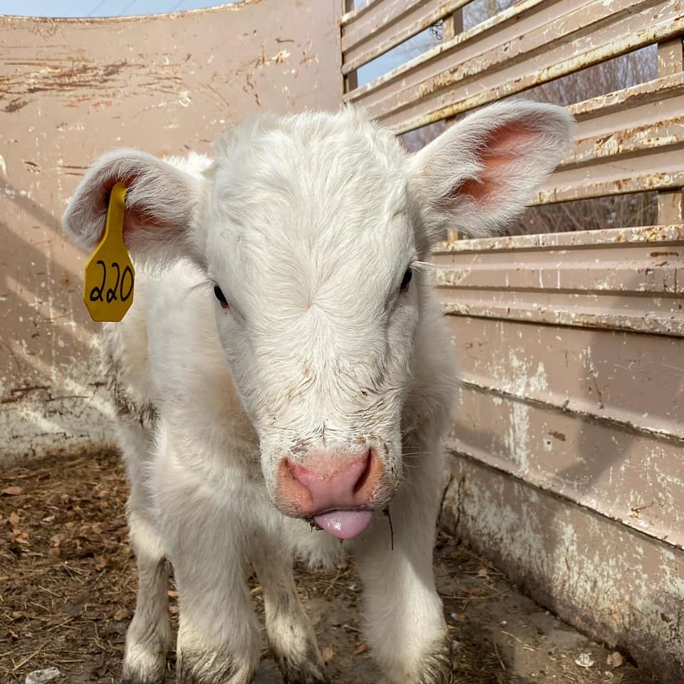 Shipping Calves