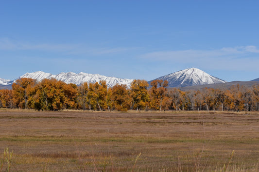 How cattle grazing benefits the environment.