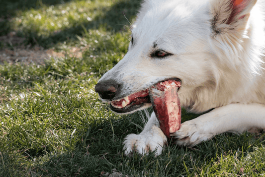 Beef Dog Bones for sale Gunnison Colorado.