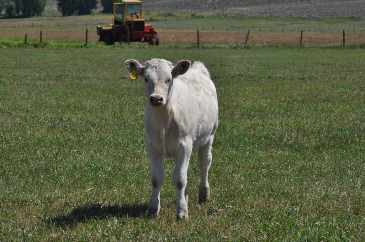 Cranor Charlois Calf