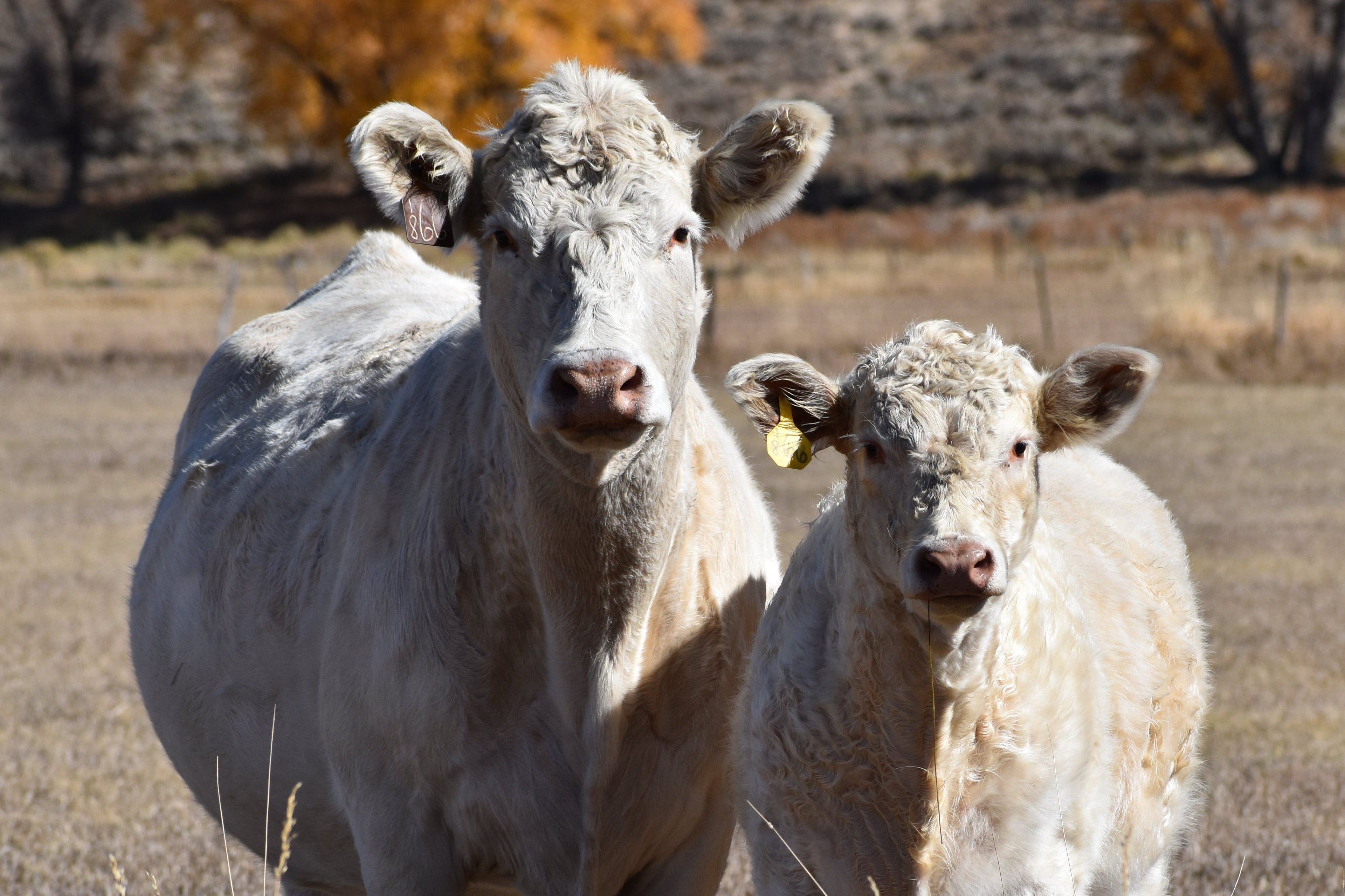 Cranor Charolais Local organic beef