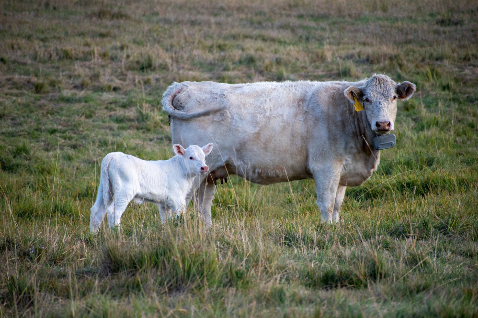 Cranor Charolais Cattle