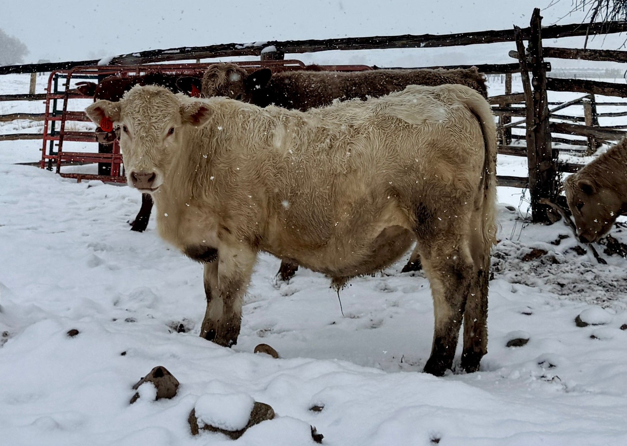 Cow standing in a snowy field with a wooden fence in the background