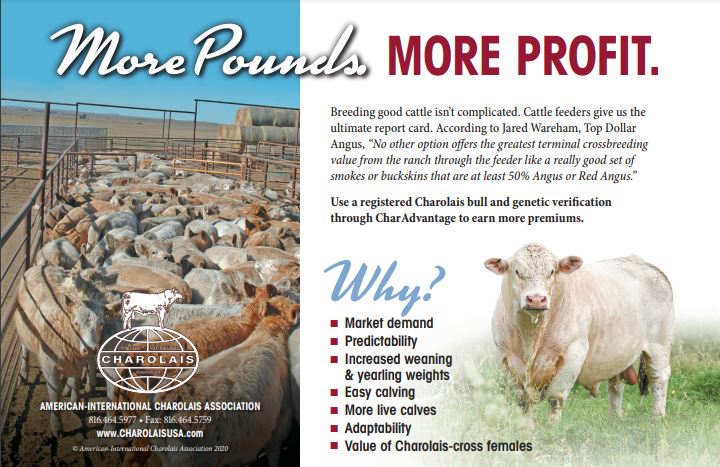 Picture of the Charolais USA Ad - More Pounds, More Profit.