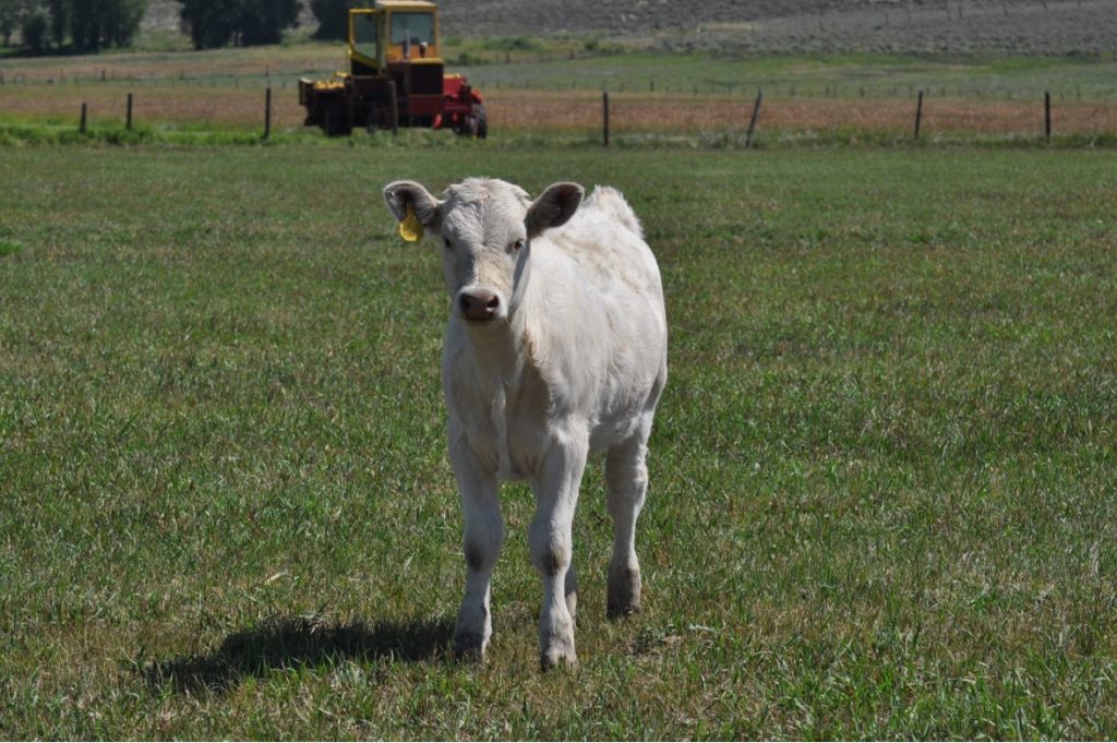 Picture of a Charolais Heifer