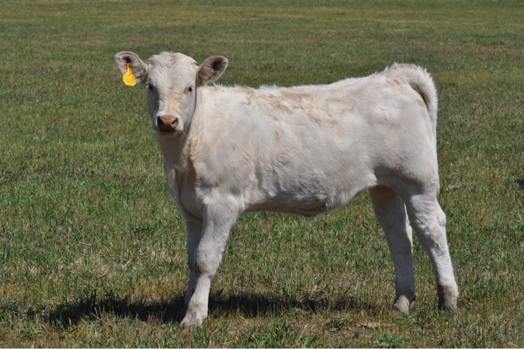 Picture of a Charolais calf