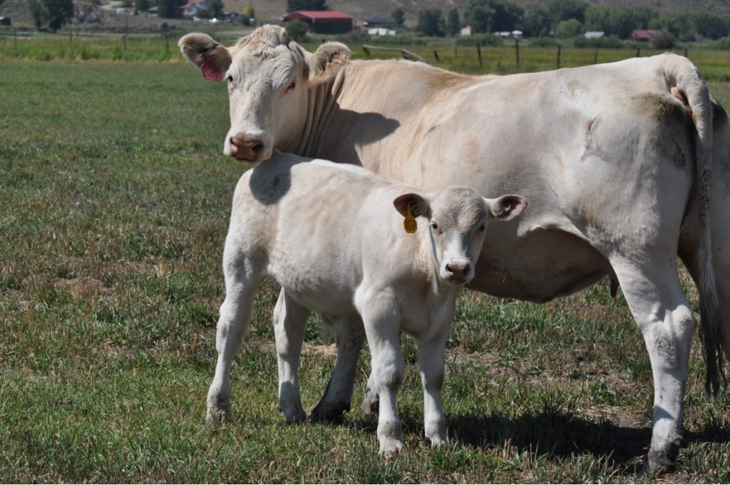 Picture of Charolais cow and calf