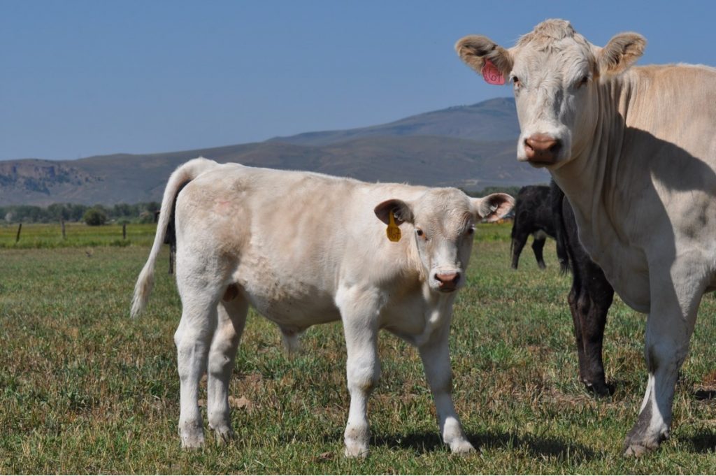 Picture of a Charolais cow and calf pair in the field